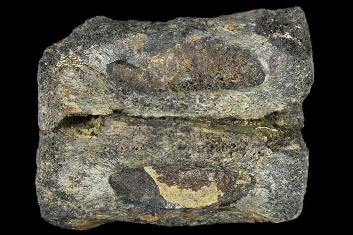 Unidentified Dinosaur Vertebra Section - Aguja Formation, Texas #116731